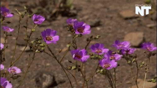 nowthisnews flowers chile atacama