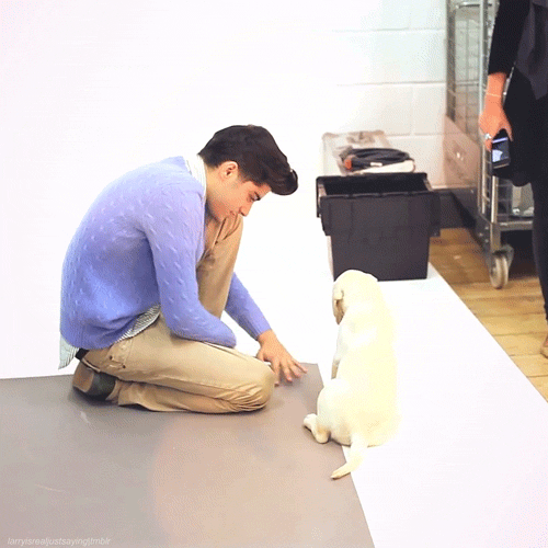 one direction zayn malik puppy