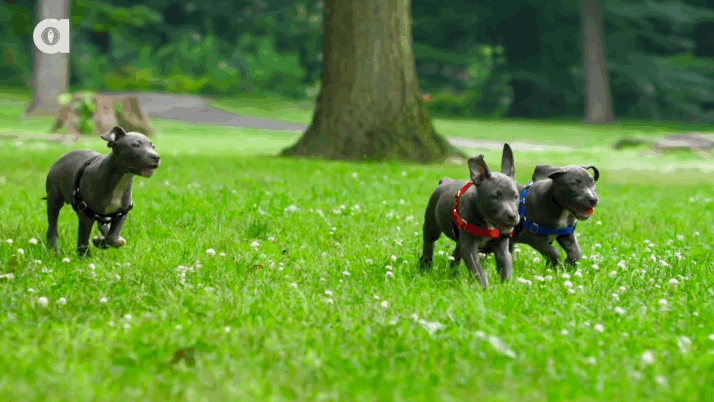 yosub dog slo mo pit bull