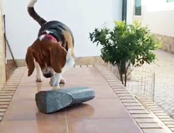 puppy animals gif