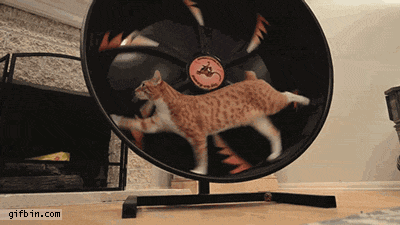 cat loop wheel