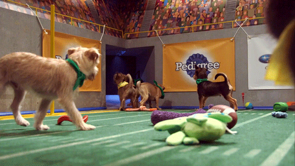 puppybowl pup pups puppy bowl