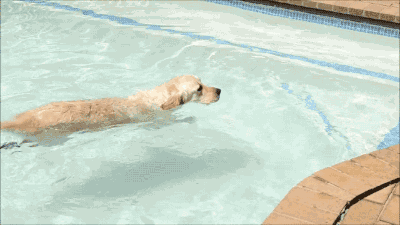 dog puppy pool