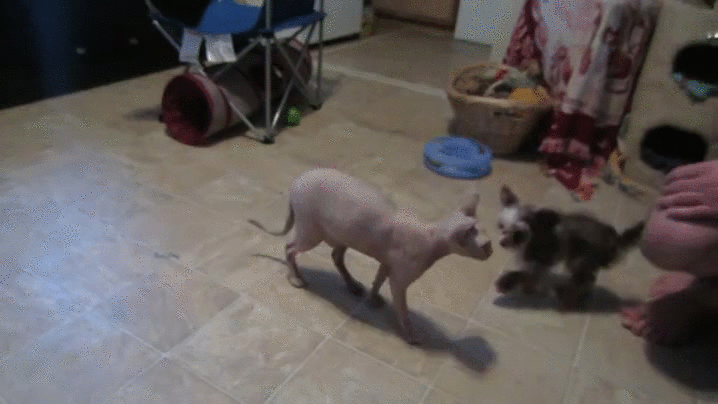 kitty puppy parkours