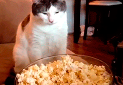 cat popcorn