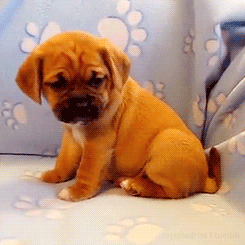 puppy puggle