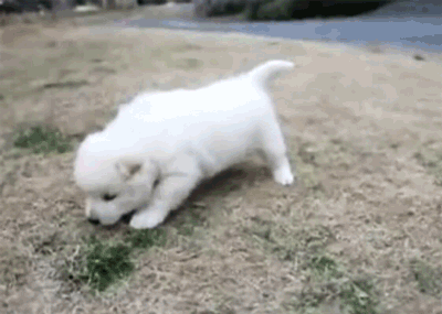 cute puppy exercise