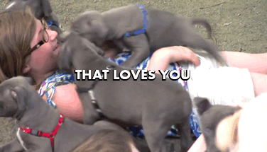 dog animaledit roll over