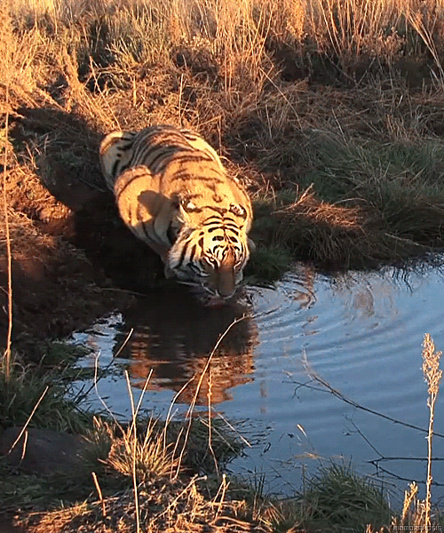 drinking