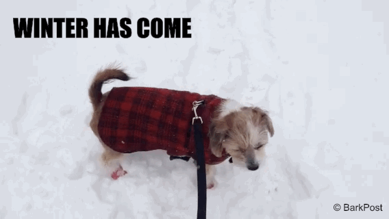 barkpost animated snow blizzard