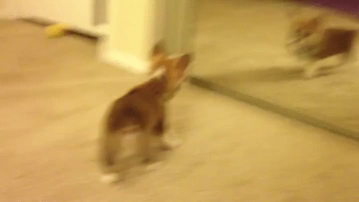 puppy playing corgi