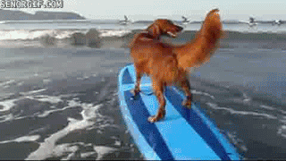 cheezburger dog win surfing