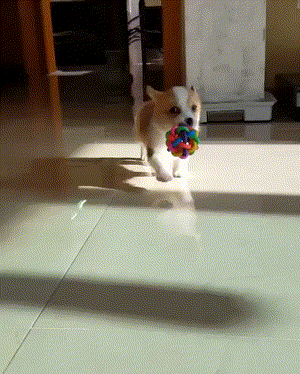 puppy walking corgi