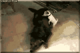 cheezburger cute dog