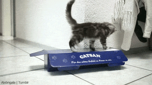 cat kitten playing