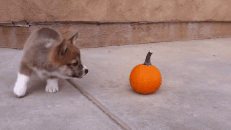 puppy pumpkin