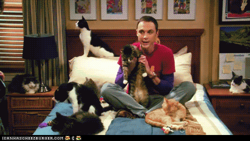 cat crazy the big bang theory