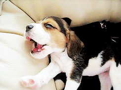 puppy beagle