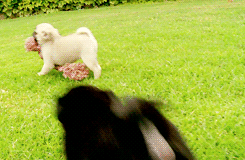 puppy running