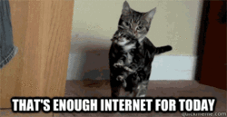 internet cat thats enough for today