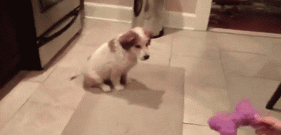 funny cute puppy