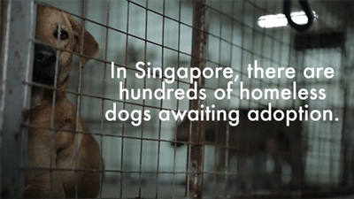 dogs pets adoption
