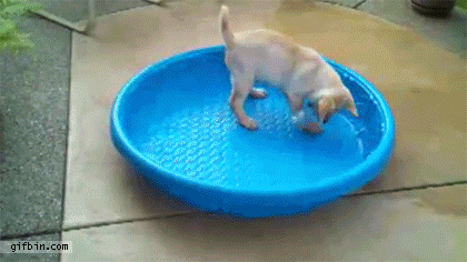 puppy pool tips