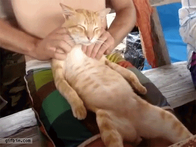 cat massage relaxing