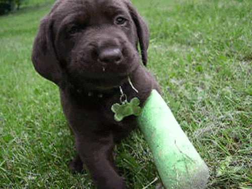 dog puppy jumping