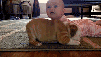 puppy love cute gifs