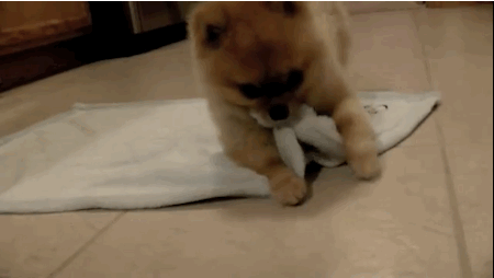 reactiongifs adorable puppy