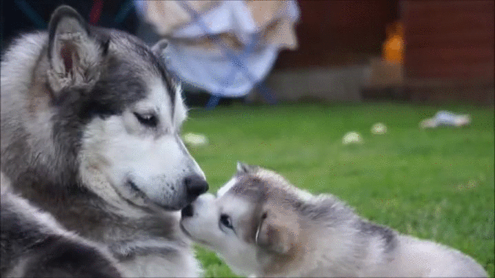 puppy kisses