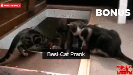 cats prank