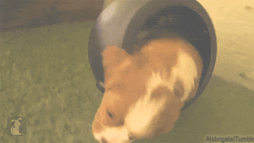 dog puppy halloween