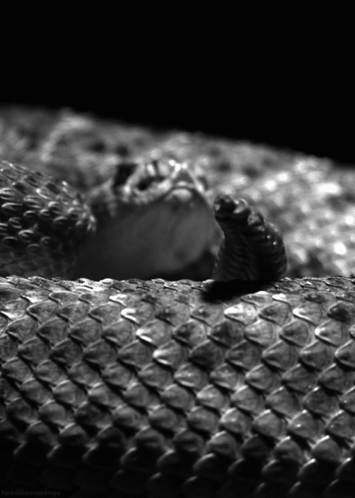 black and white snake