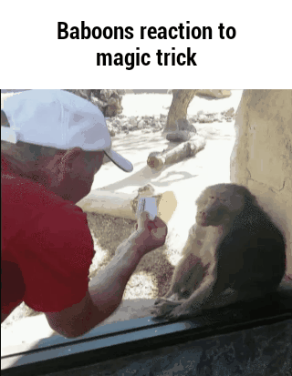 reaction trick baboon