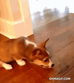 cute corgi mixed gif