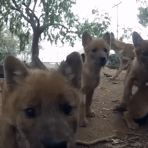 zoo diego pups