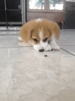 animated puppy corgi