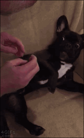 animated gif bulldog