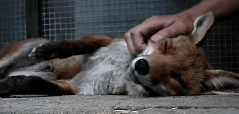 fox pet gif