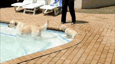 dog puppy pool