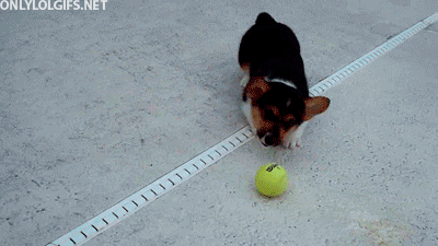 puppy ball tennis