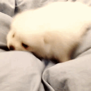 dog puppy godfrey gao