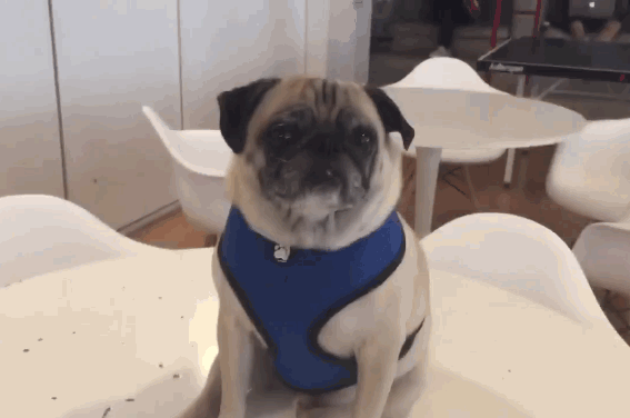 barkpost pug gif