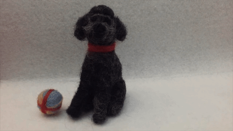 dog cute ball