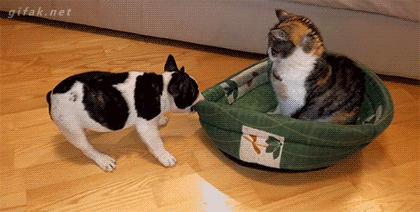 cat puppy funny gif