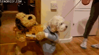 cheezburger funny dog