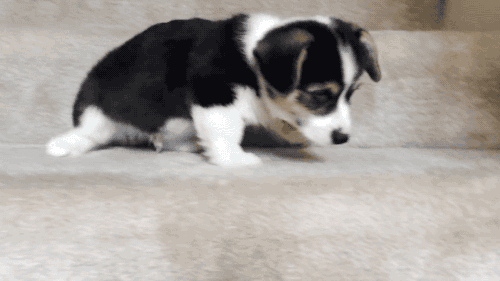 animated dog puppy