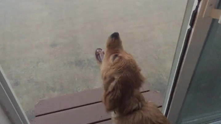 puppy experience rain